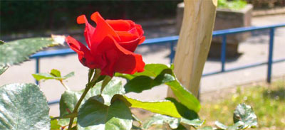 Una rosa a Novi Beograd